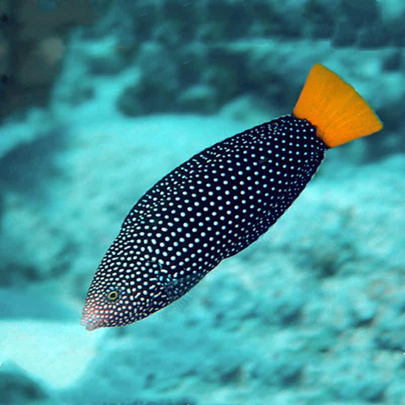 黄尾珍珠龙海水观赏鱼活体隆头鱼水族宠物活体顺丰包活