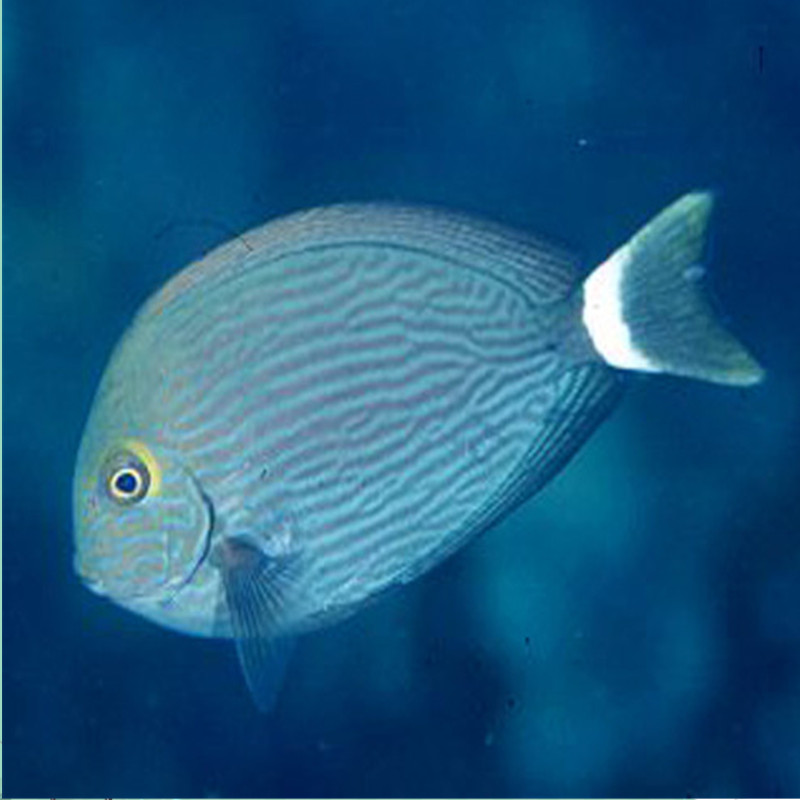 西瓜倒吊_汤臣倒吊_黄尾刺尾鱼百科图片_饲养繁殖_雌雄鉴别_sbike