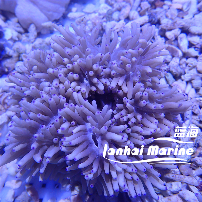 紫点葵海水观赏海葵软体生物水族宠物活体顺丰