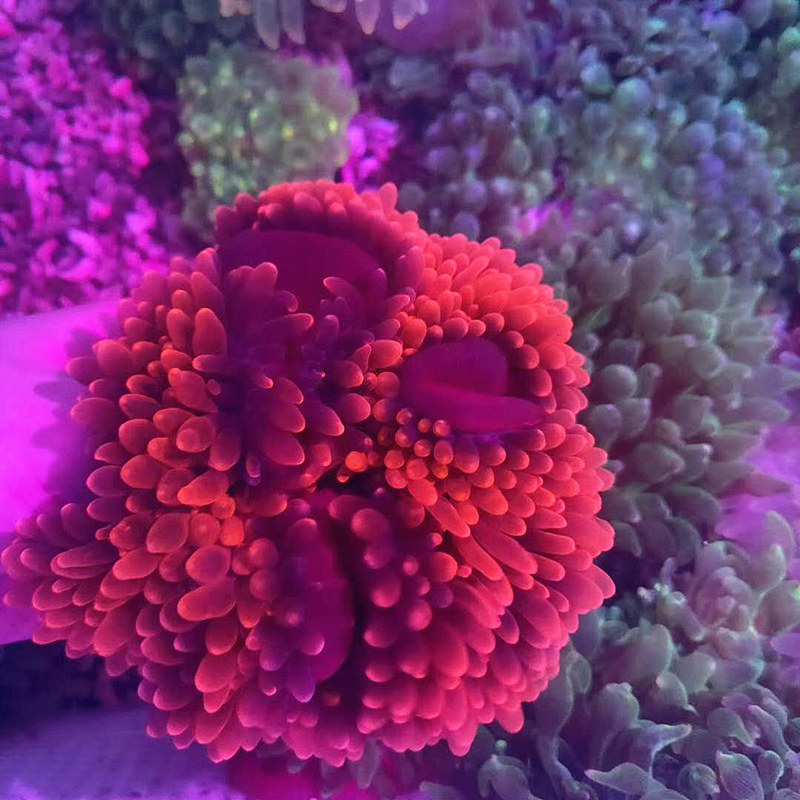 红小丑葵精品红小丑葵海水观赏海葵软体生物水族宠物活体顺丰