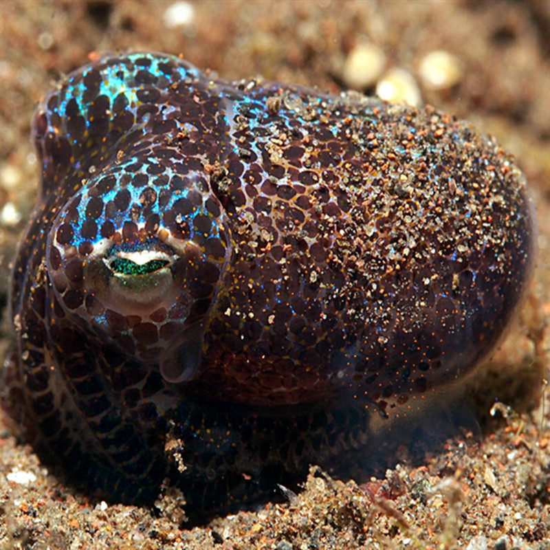 紫金乌贼海水观赏鱼软体生物水族宠物活体顺丰鱼