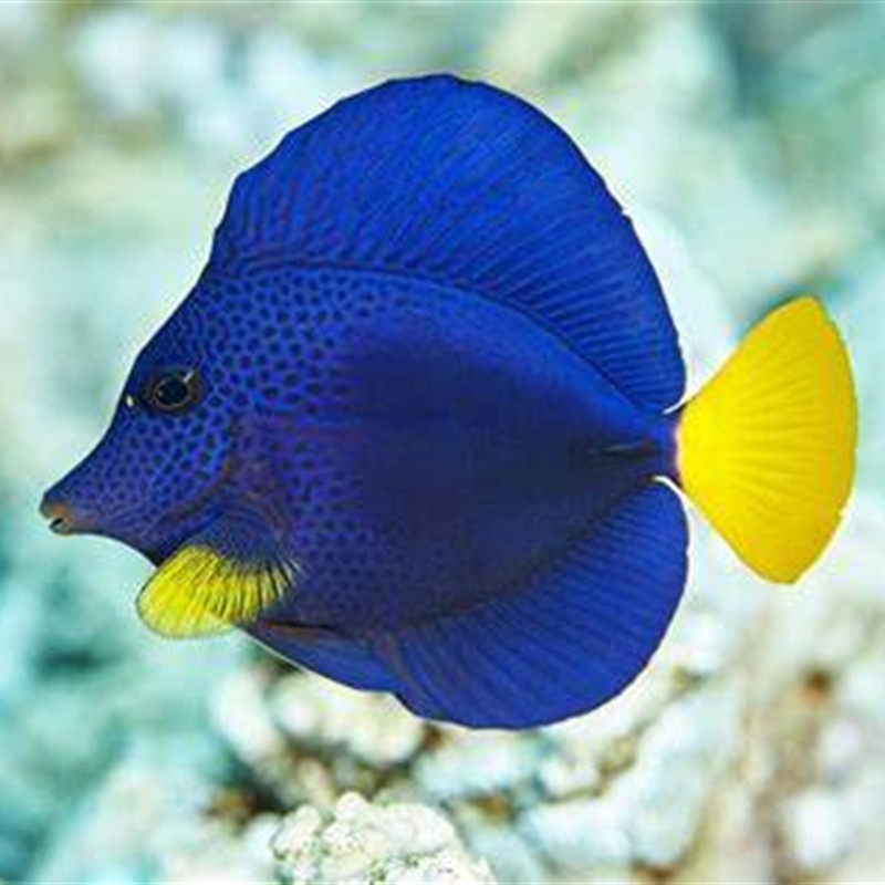 红海紫吊海水观赏鱼倒吊鱼鱼活体宠物顺丰包活-mc母婴网