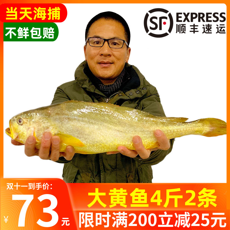 4斤超大正宗黄花鱼新鲜冷冻宁德黄瓜鱼整箱生鲜活海鱼野生大黄鱼