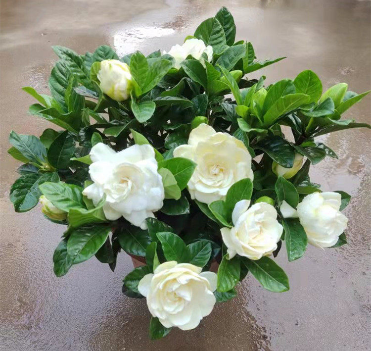 牡丹栀子花苗庭院大叶栀子四季常青带花苞绿植盆栽浓香型花卉室内