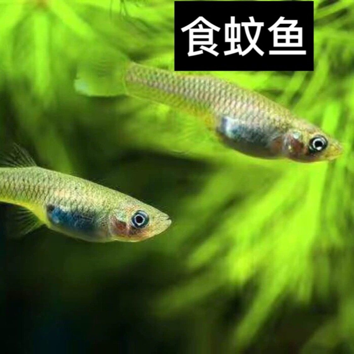 食蚊鱼鱼苗大肚鱼鱼苗柳条鱼淡水观赏食蚊鱼鱼苗