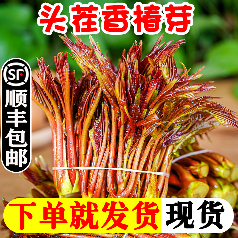 头茬香椿芽新鲜当季现摘红油香椿时令蔬菜现摘野菜叶芽菜整箱包邮|msdalam kategori daging perikanan/Buah-buahan segar dan sayur-sayuran/dimasak, sayur-sayuran segar/Vegetable Products, sayur-sayuran segar, 香椿芽 - dari Buy2taobao.com untuk memberikan perkhidmatan ejen Taobao profesional membeli