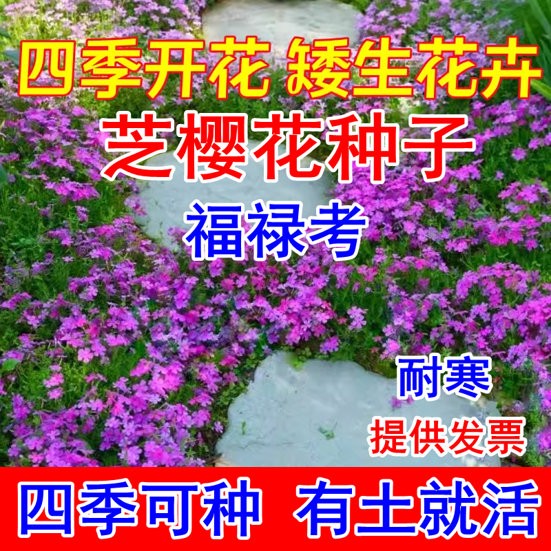 低矮耐寒芝樱花种子福禄考花籽花种四季室外北方阳台见土就活花种