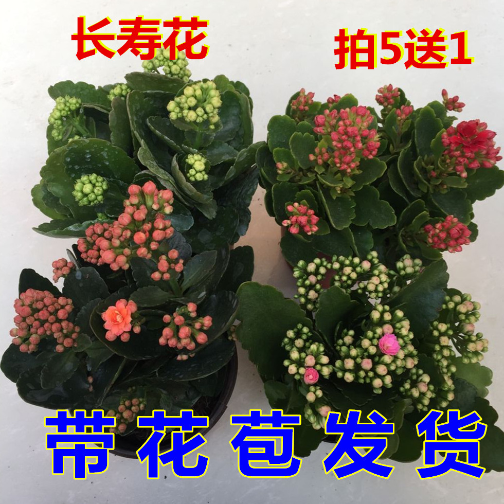 长寿花盆栽重瓣花苗带花苞大花绿植物