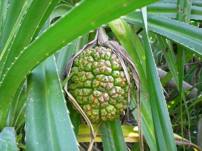 野生假菠萝 罗金堆 新鲜露兜树果 500~1000克