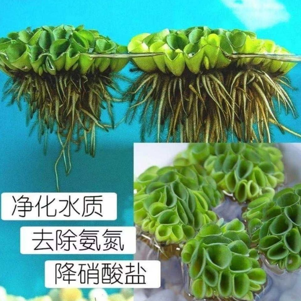 浮萍水草集合水芙蓉肚兜萍槐叶萍圆心萍芝麻红毛丹萍珊瑚浮萍no3