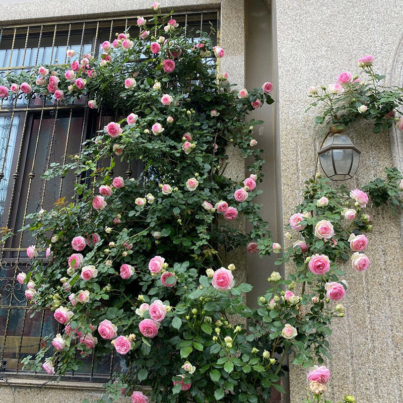 藤本月季花苗特大花庭院植物玫瑰花卉盆栽浓香阳台蔷薇爬藤多季开
