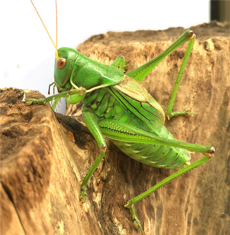 2只包邮蝈蝈活 鸣虫超大新脱铁皮山青翠绿春母蝈蝈爬虫宠死亡包赔