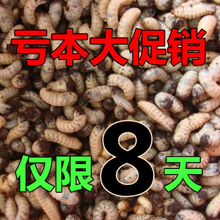 蛴螬活体钓鱼活饵白土蚕老母虫核桃虫金龟子幼虫宠物饲料
