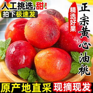 现摘黄心油桃大果桃子时令水果新鲜当季水密桃整箱孕妇蜜脆桃10斤