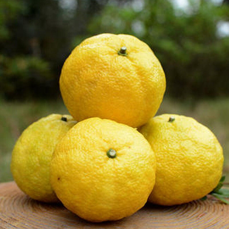 纯甜无酸怀化洪江黄金贡柚湖南小柚子10斤包邮象山青新鲜水果