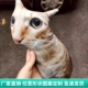 丑猫抱枕定制印照片定做异形玩偶宠物枕头猫狗仿真礼物靠枕靠垫子