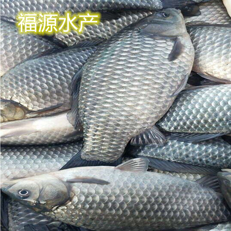湘云鲫鱼苗工程鲫丰产鲫银鲫鱼苗中科5号鲫鱼苗鲫鱼鱼苗鲫鱼活体