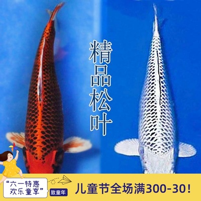 观赏鱼日本松叶锦鲤金松叶银松叶红松叶锦鲤鱼活体风水冷水金鱼苗