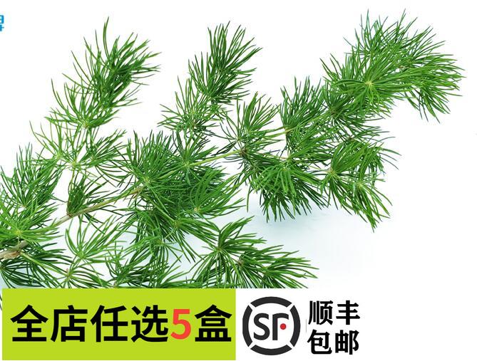 【妙而鲜优选】新鲜蓬莱松10支/盒 松针绿松针松叶西餐摆盘装饰