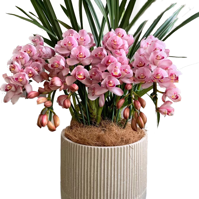 福星高照大花蕙兰带花苞花剑惠兰兰花直销春节过年宵花卉盆栽