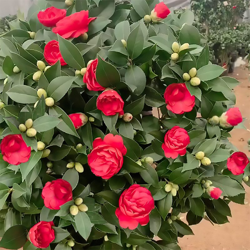 山茶花盆栽带花苞香妃树苗四季开大花五色赤丹克瑞墨室内植物花卉