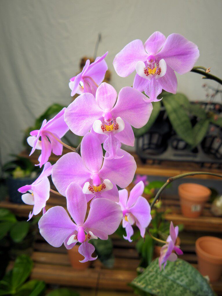 旭美兰花 西蕾丽蝴蝶兰 phal.schilleriana