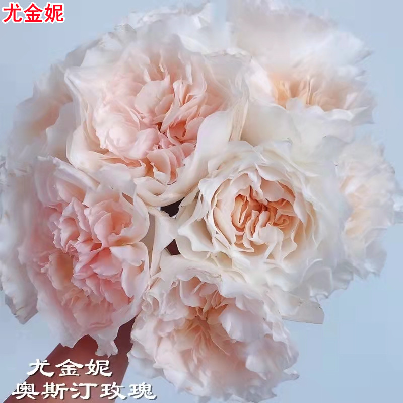 超新品 尤金妮奥斯汀月季花苗庭院阳台盆栽切花玫瑰花苗扦插苗