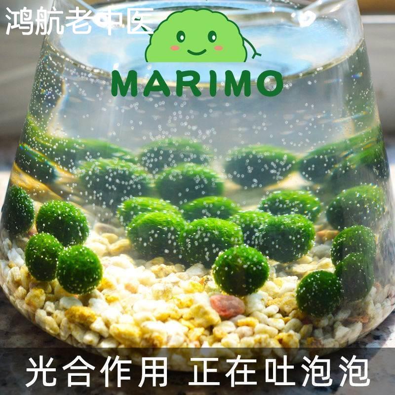 幸福海藻球marimo水培微景观生态瓶桌面鱼缸创意DIY趣味植物礼物