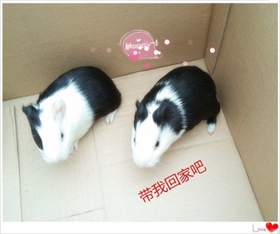 荷兰猪活物 大型 成年荷兰鼠活z一荷河南鼠对兰猪长逆毛天竺猪荷