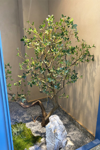 2021新6品仿真灌木丛室内干景植物装饰假树黄杨树盆景餐厅布景热