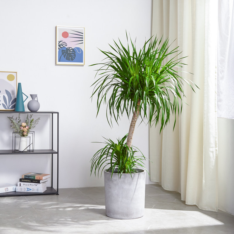 荟天赐龙血树盆栽客厅办公室大型北欧风绿植吸甲醛净化空气大植物