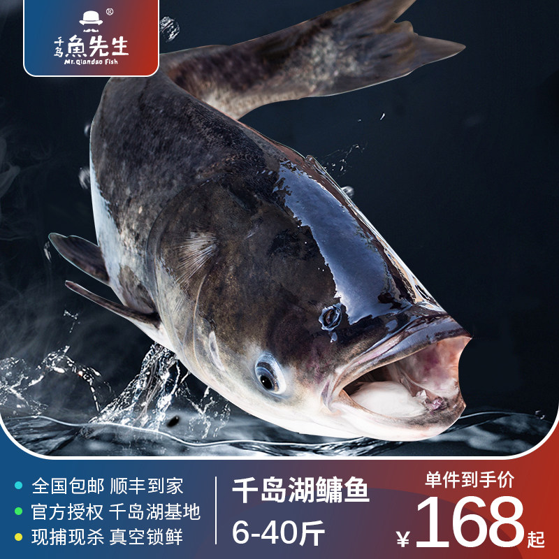 千岛鱼先生鳙鱼千岛湖胖头鱼鲜活花鲢大头鱼活鱼现杀冰鲜顺丰包邮