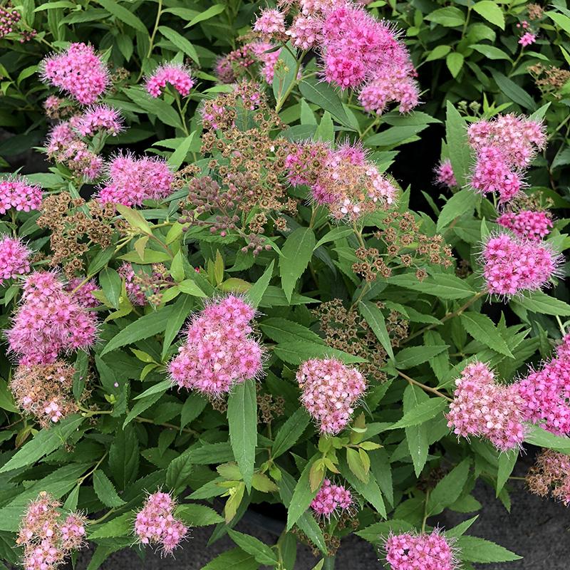 粉花绣线菊图片