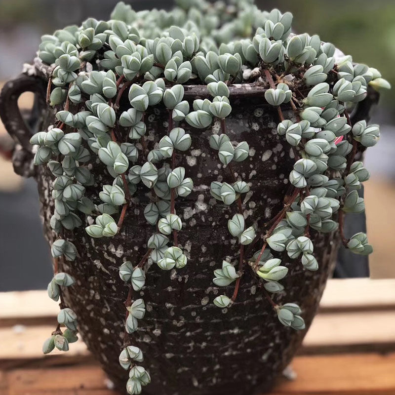 碧玉莲多肉奔龙碧鱼莲开花植物群生易爆盆防辐射吸甲醛办公室盆栽