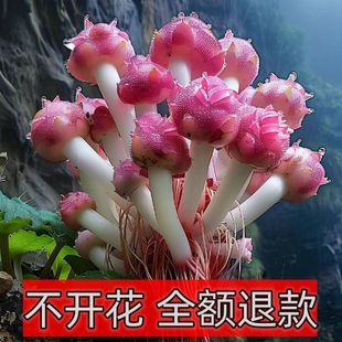 浓香驱蚊除绿植四季开花户外天仙玉玲珑兰甲醛阳台盆栽室外花卉