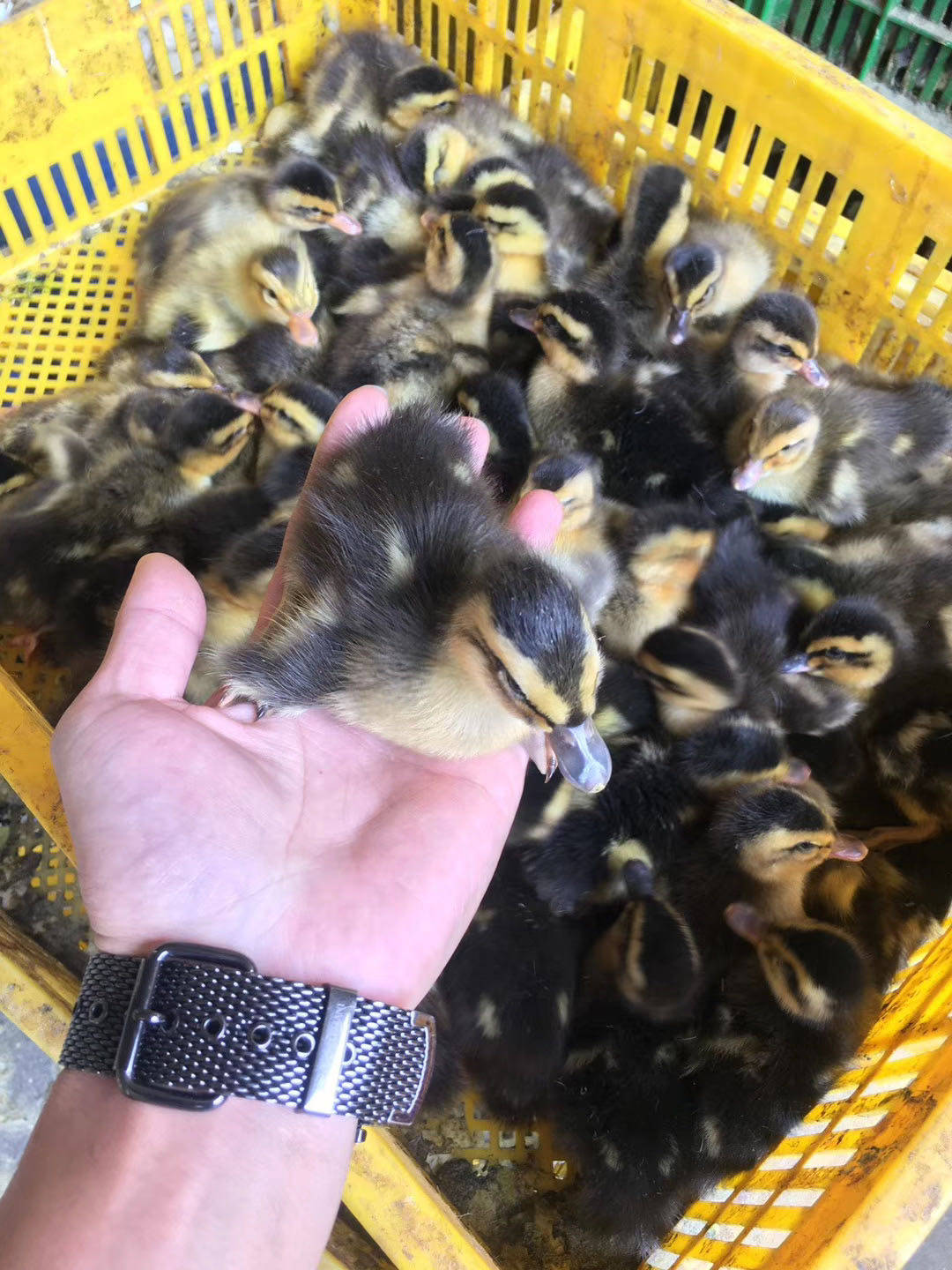 热销小鸭子活体_大种麻鸭苗活体出壳苗新款种苗 麻体绿头鸭活苗小鸭子