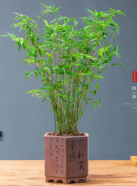 米竹盆栽凤尾竹子苗盆景室内庭院四季常青好养易活净化空气绿植