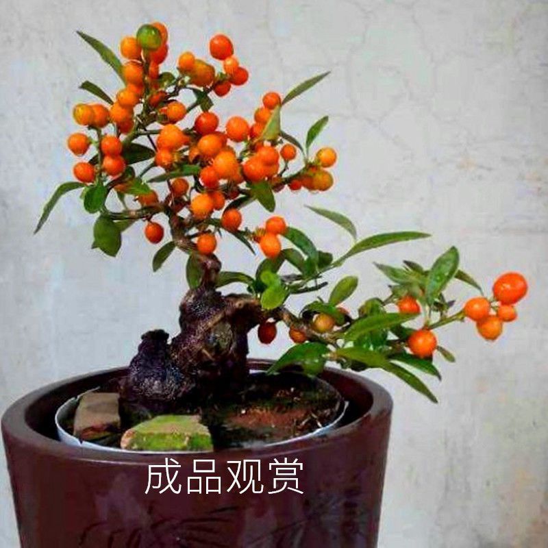 石榴盆景盆栽日本小叶红花微型盆景老桩熟桩造型开花结果实物矮霸