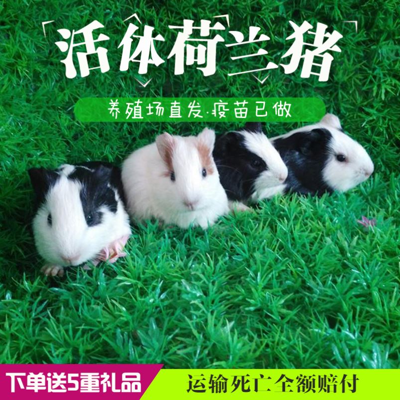 Dutch pig live pet Three-color Dutch mouse live home-bred Guinea pig baby Short inverse little pet Guinea pig