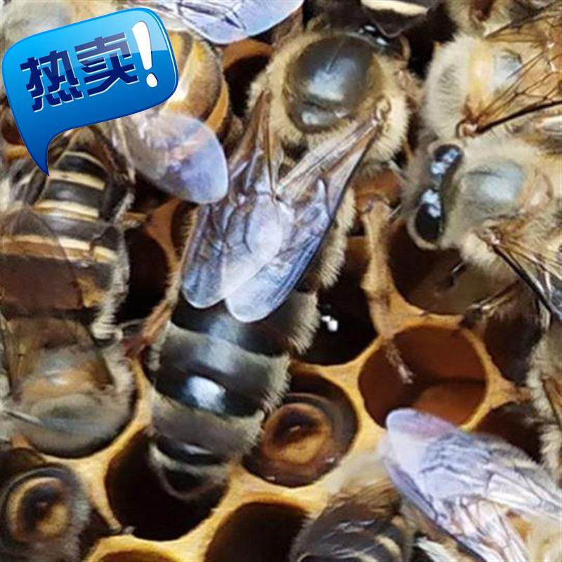 中蜂蜂王红背蜂11王四色蜂王双色王仓蜂王阿坝王新开产蜂王高产蜂