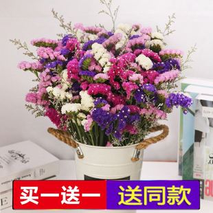 勿忘我干花花束客厅摆设装饰摆件真花风干天然云南鲜花满天星