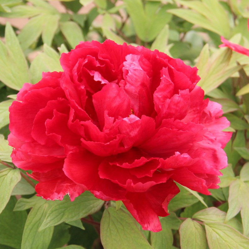 新品泽牡花带桃牡丹花苗大苗仙花芽发适合庭院地栽阳台盆栽牡丹丹