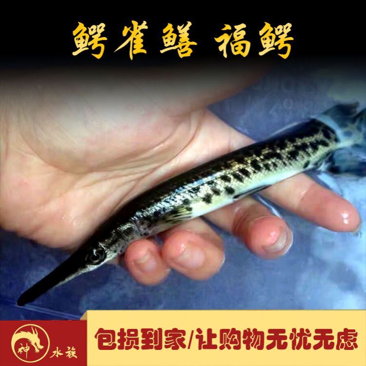 福鳄雀鳝观赏鱼淡水大型凶猛肉食巨型尖嘴幽灵火箭鱼鳄雀鳝鱼包邮