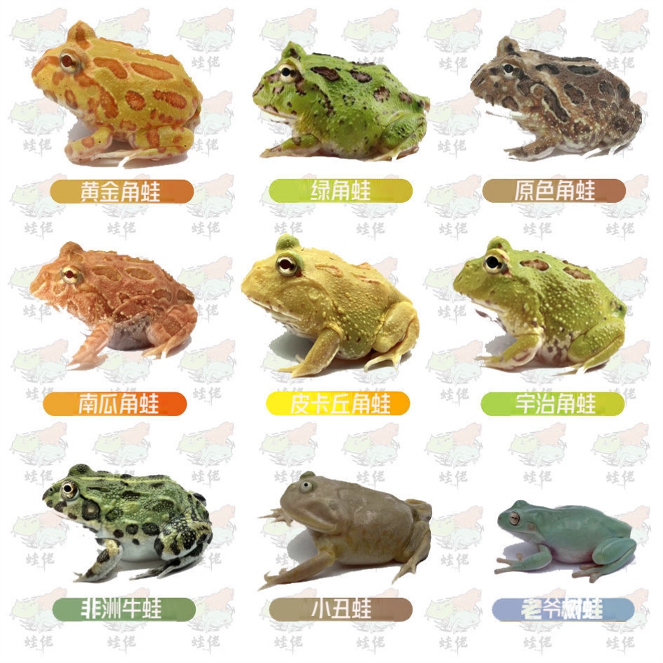 角蛙活体黄金角蛙绿角蛙宠物青蛙非牛小丑蛙姥爷树蛙蝌蚪宠物活体