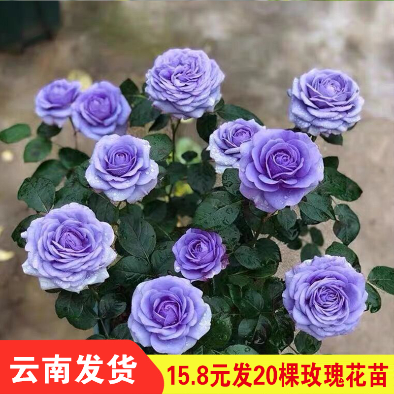 20棵玫瑰花苗扦插苗盆栽阳台花卉四季开花特大花月季蔷薇浓香植物