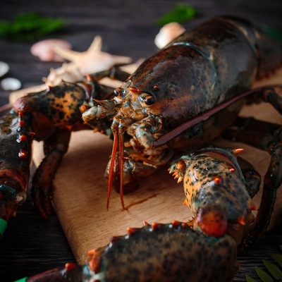 龙虾波士顿澳洲龙特大波龙奥龙斯顿海鲜水产大虾活虾