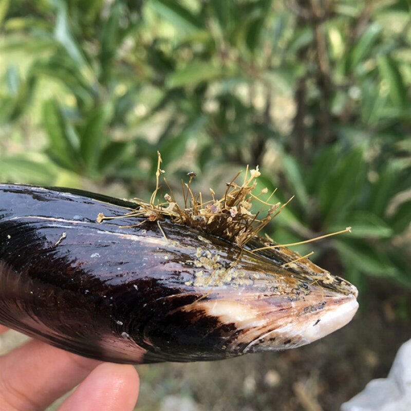 连云港当潮海捕大青口贝新鲜海虹新鲜海贝海鲜水产野生贝壳包邮