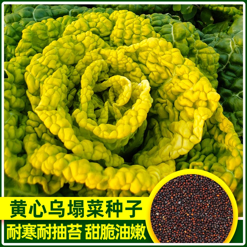 黄心乌乌塌菜种子春秋冬菜奶油小白菜种籽四季家用青菜孑包邮