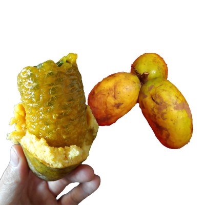 藤水果瓜拿福建炸新鲜卵5斤牛野果香蕉木通包八月哈卵九月野牛坨