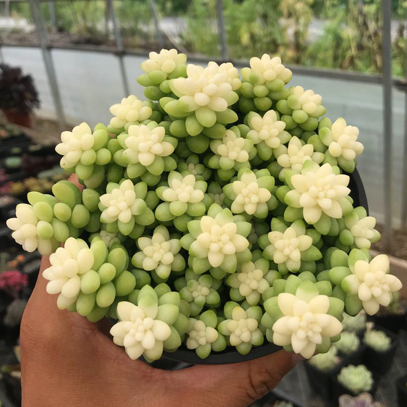 多肉植物彩色新玉缀新款稀有办公室室内阳台桌面多肉植物